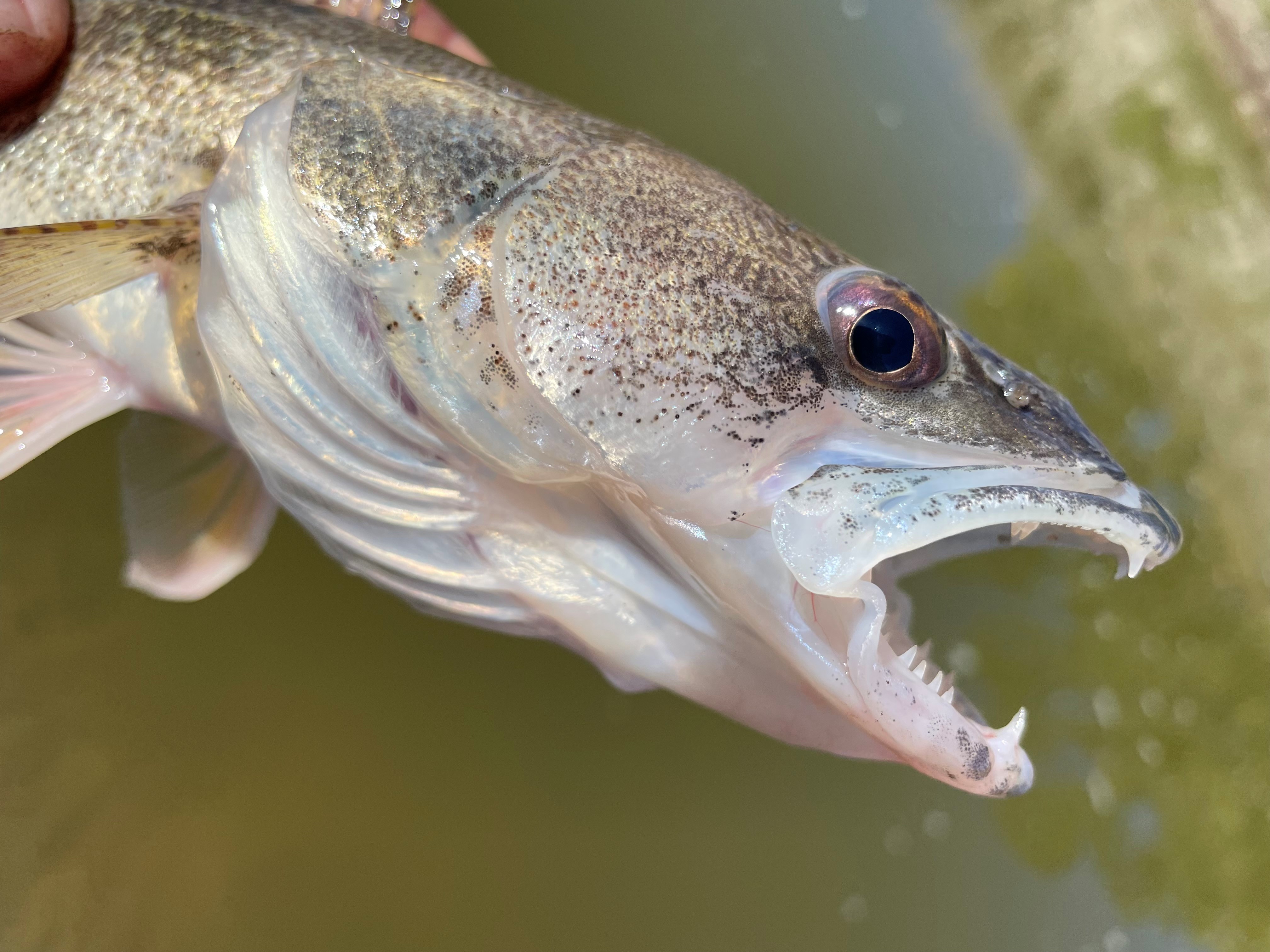 A fish with teeth