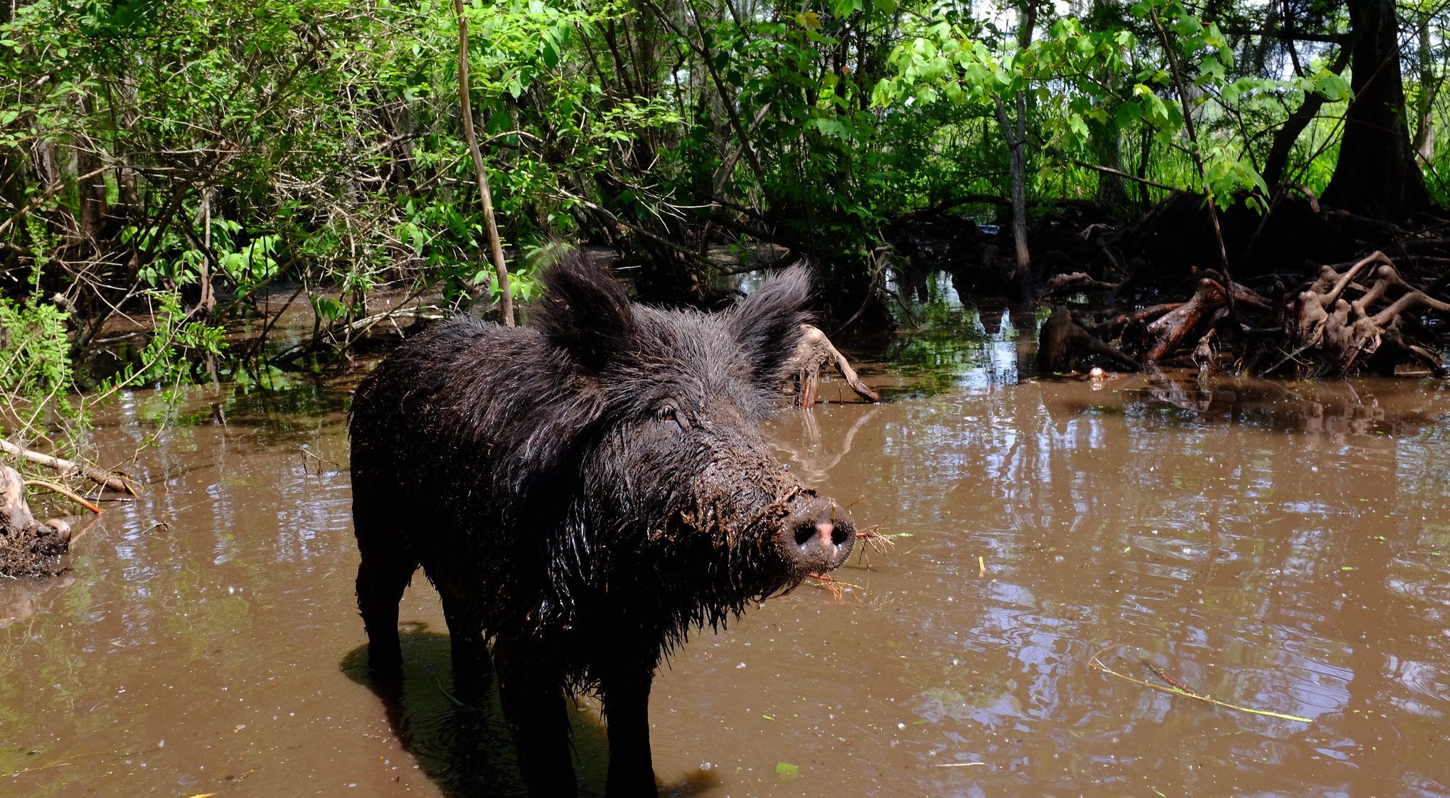 A pig standin gin muddy water with mangroves in the background.