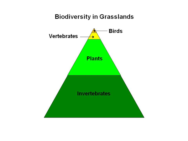 Grassland birds make up a tiny percentage of the species living in a prairie - the vast majority of which are invertebrates and plants.