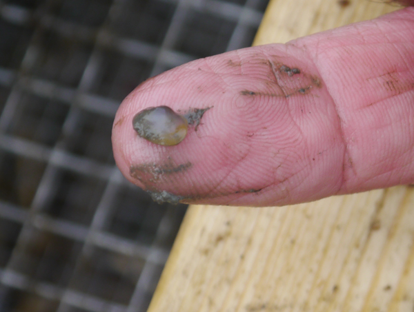 Researchers found a surprising number of clams in their mussel cages. Matt Miller/TNC