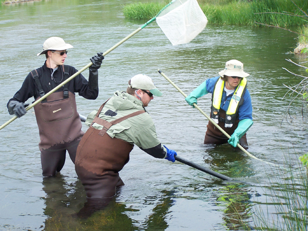 Preserve interns assist biologists in electrofishing Silver Creek. Matt Miller/TNC