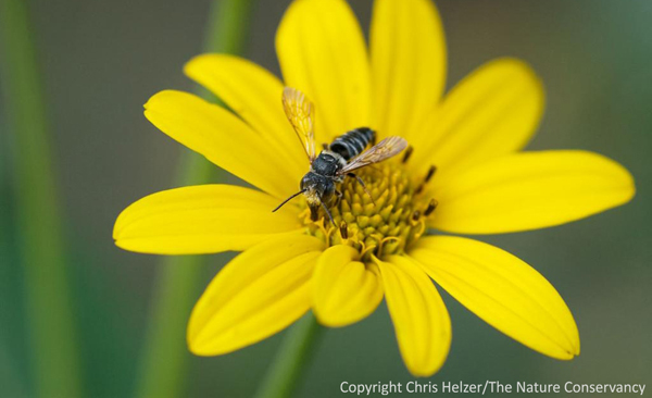 If you want pollination you need bees, not birds. Chris Helzer photo