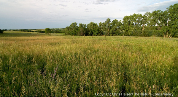 This smooth brome-dominated grassland is of very little to most prairie species, but would provide relatively good habitat for some grassland bird species (except for the trees in the background).