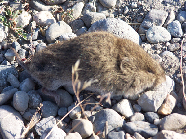 The montane vole. Or, if you're a coyote or long-eared owl or brown trout: dinner. Matt Miller/TNC