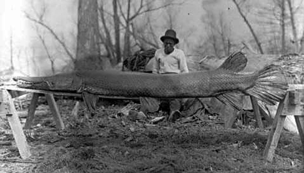 Alligator gar have long been persecuted for crimes they didn't commit.