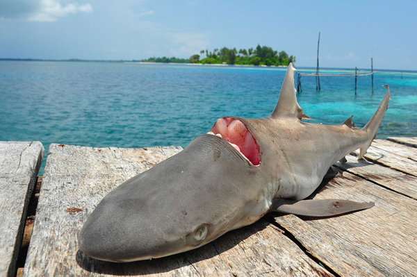 Shark finning is not only ecologically destructive, it's an incredibly cruel practice.
