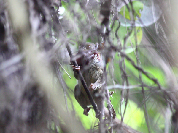 Trouble in the trees: the bushbaby flees with baby in its mouth. Tim Boucher/TNC