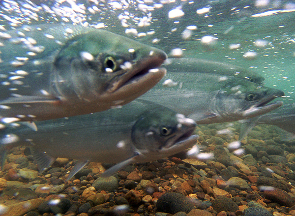 Bristol Bay's sockeye salmon contain incredible diversity, within a species, even within a brood stock. Photo: U.S. Fish & Wildlife Service