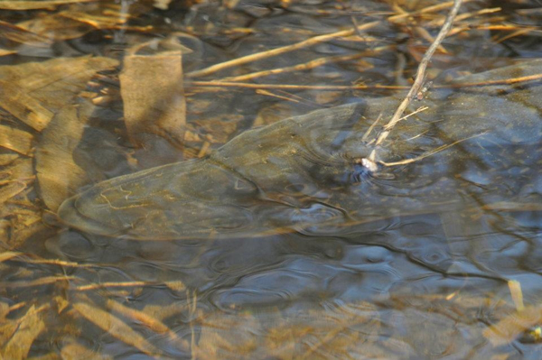 Northern pike aren't picky about where they spawn--which presents both challenges and opportunities for conservationists. Julie Hawkins-Tyrizer/ Northeast Wisconsin Land Trust