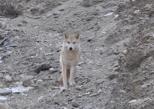 The mountain bikers had numerous close encounters with wolves, especially around camp. Eddie Game/TNC
