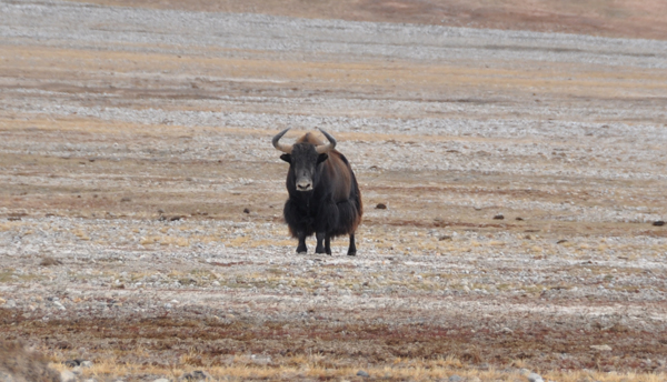 What do you do when you encounter 2000 pounds of wild yak on a mountain bike? Eddie Game/TNC