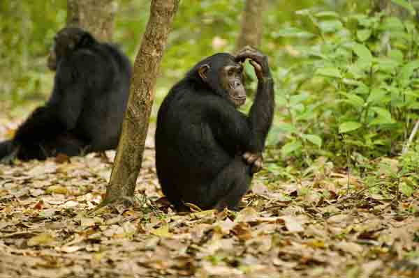 To protect chimpanzees, conservationists must meet the needs of local people. Photo: Amie Vitale