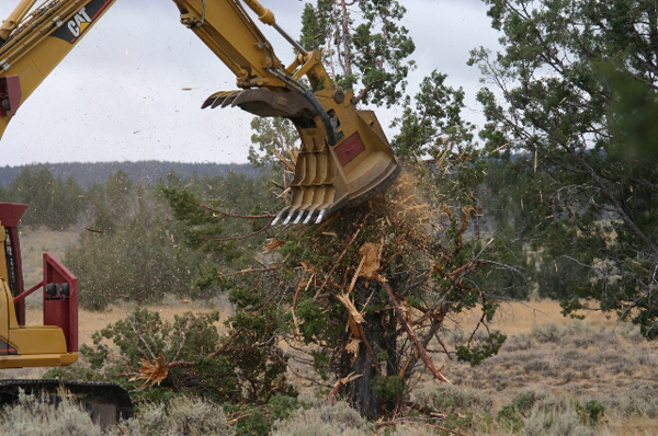 The juniper masticator reduces a tree to mulch in 45 seconds. Photo: Ken Miracle