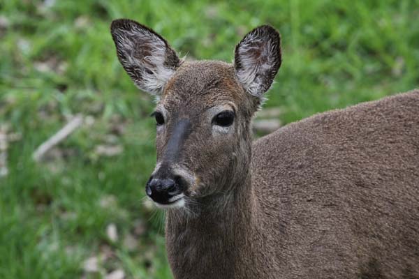 White-tailed deer. Photo: Matt Miller/TNC