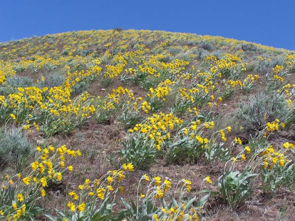 Rocky Mountain foothills shine gold with wildflowers at this time of year. Photo: Matt Miller/TNC