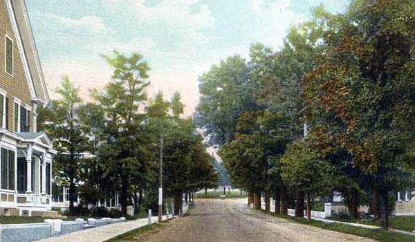 This 1909 Massachusetts postcard shows what once was a common scene: main street lined with American elms. 