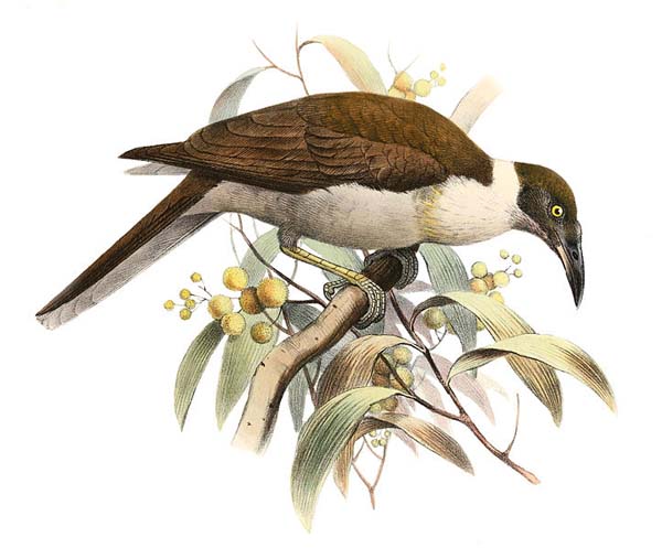 Manus Friarbird or Chauka. Illustration: HMS Challenger Expedition, 1873-76