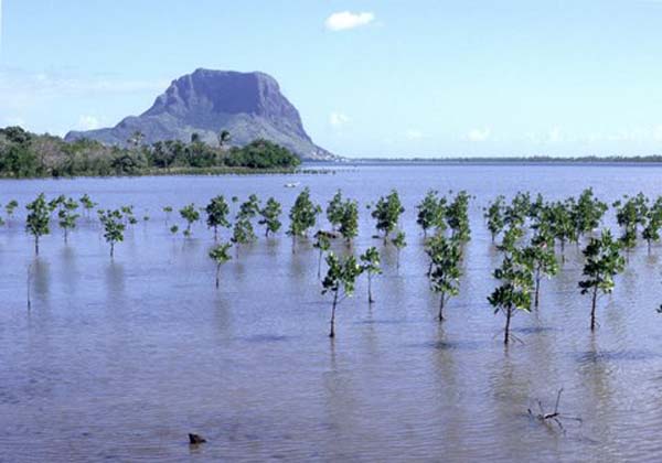 A mangrove plantation in Mauritius.