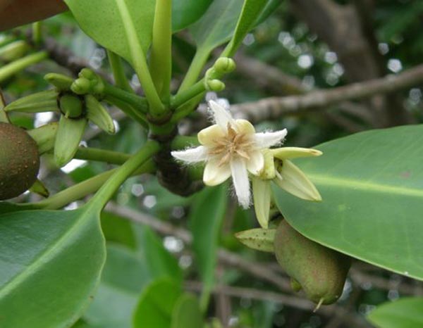 Mangroves are among the easiest of habitats to restore, due to the plant's unique adaptations.