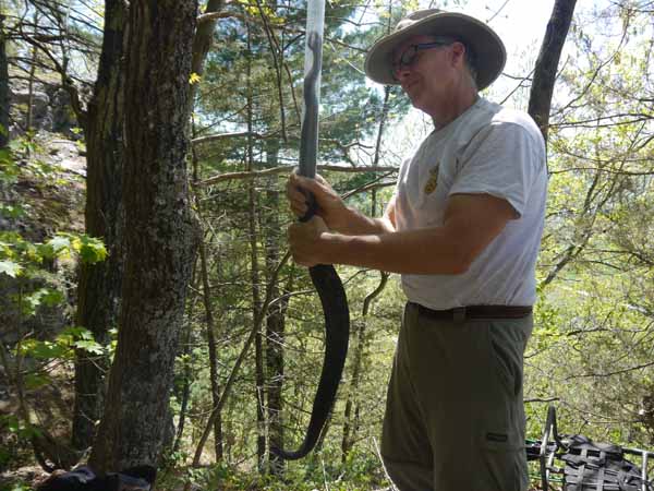 Biologist Doug Blodgett captures a timber rattlesnake in Vermont. While the research is aimed at tracking snake movements for conservation purposes, it also assesses snake health. Photo: Matt Miller/TNC