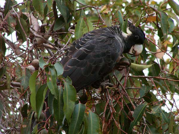 Long Billed Black Cockatoo, "Baudin's Black Cockatoo" (Calyptorhynchus Baudinii) Female, Margaret River, Australia. Image credit: Rick01/Flickr through a Creative Commons license.
