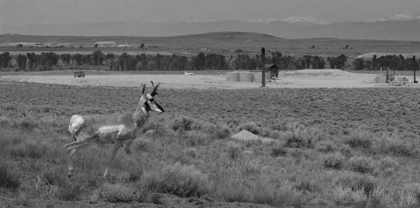 A pronghorn walks by oil pads. Photo: Joseph Kiesecker/TNC