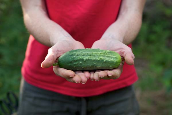 Wild pollinated cucumbers are less likely to be malformed, making them more marketable. Photo: Flickr user Chiots Run under a Creative Commons license. 