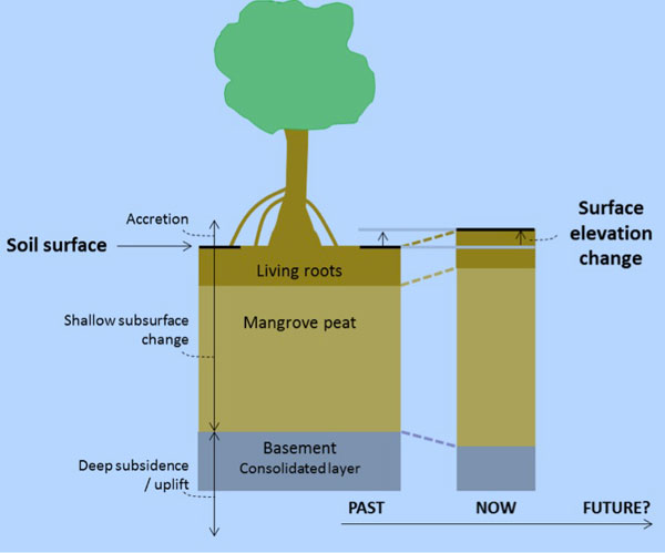mangrove soil diagram
