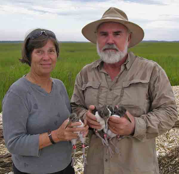 Doris and Pat Leary pose with young American oystercatchers.