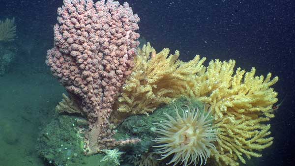 Sensitive submarine canyons shelter many species including coldwater coral colonies that have persisted for thousands of years. Image courtesy of Deepwater Canyons 2013 - Pathways to the Abyss, NOAA-OER/BOEM/USGS.