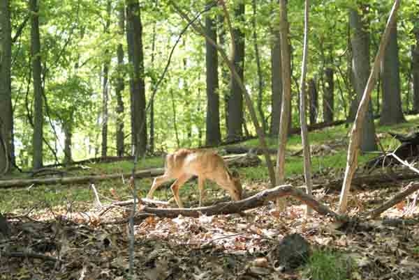 The forest understory is nearly absent except for Japanese stiltgrass. Note the deer appears to be especially thin. Valley Forge National Historical Park, Pennsylvania. Photo: Ron Rathfon.