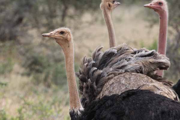 Ostriches spotted in a wildlife management area managed by a local community outside the national park. Photo: Matt Miller/TNC