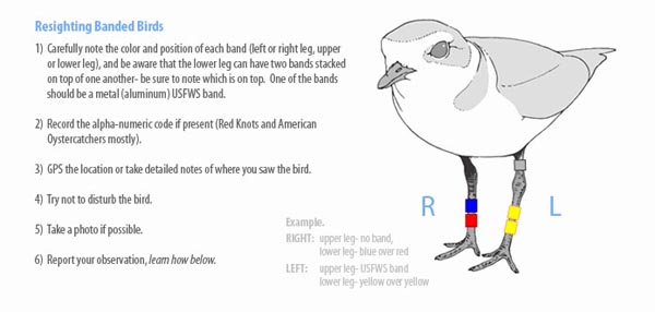 Tips on spotting banded birds, courtesy of the Florida Shorebird Alliance.