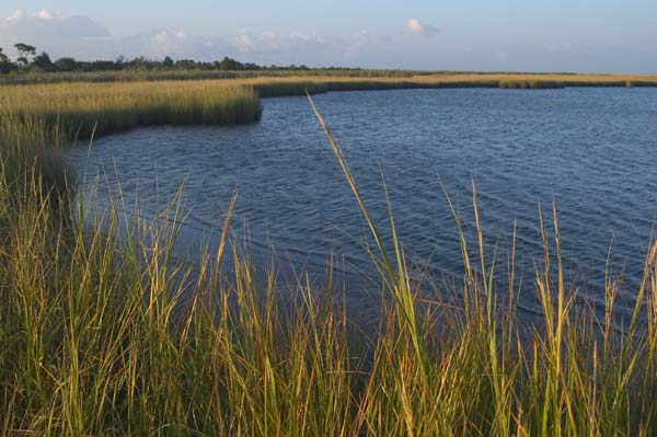 The Conservancy’s Virginia Coast Reserve (VCR) is comprised of 14 undeveloped barrier islands, thousands of acres of pristine salt marshes, vast tidal mudflats, shallow bays, and productive forested uplands. Photo: Hal Brindley