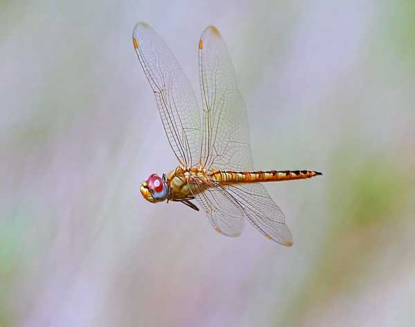 Wandering glider. Photo: Flickr user Texas Eagle under a Creative Commons license. 