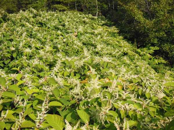 Japanese knotweed becomes a dense monoculture, choking out other plants and even weakening roads. Photo: Hilary Smith/TNC