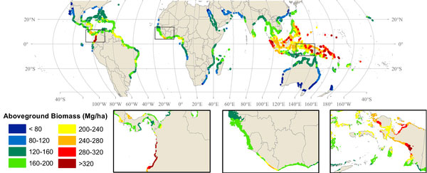 Figure 1. Global mangrove map showing modeled patterns of above-ground biomass per unit area. Source: Hutchison et al. 2013.