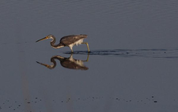 Populations of water birds like great blue herons remain healthy due in no small part due to wetlands protection efforts established during the Great Depression. Photo: Matt Miller/TNC