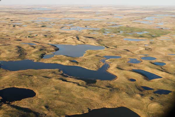The prairie potholes of the Dakotas are the most productive waterfowl breeding and nesting habitat on the continent. But are we at risk of losing these natural treasures? Photo: Jim Ringelman