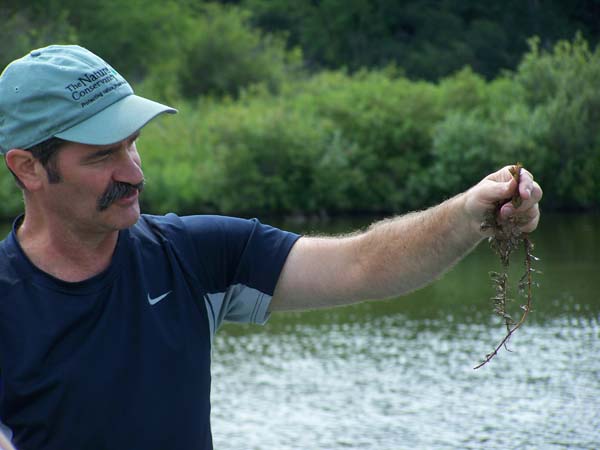 Dr. Tim Gerber of the University of Wisconsin - La Crosse holds a handful of Eurasian watermilfoil. Photo: Jerry Ziegler/TNC