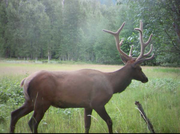 A bull elk, antlers in velvet, walks by the camera trap.