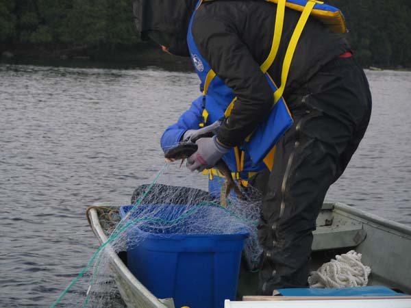 Research will provide critical information for the future management of Adirondack lake trout. Photo: Chris Solomon