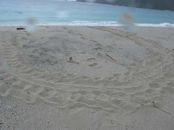 Track of a green turtle emerging, doing a U-turn and then returning to the sea without nesting. Photo: Rizya Ardiwijaya
