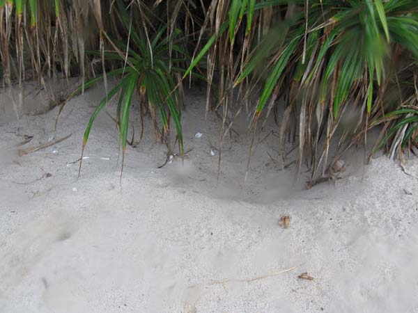 Turtle nest pit excavated by predators. The white egg cases with puncture marks are scattered across the sand.
