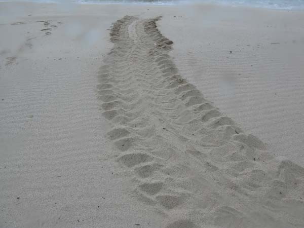 Distinctive track of a green turtle (Chelonia mydas) moving up the beach that shows parallel depressions made by the hind flippers, straight central track with a clearly defined tail drag mark down the middle. Photo: Rizya Ardiwijaya