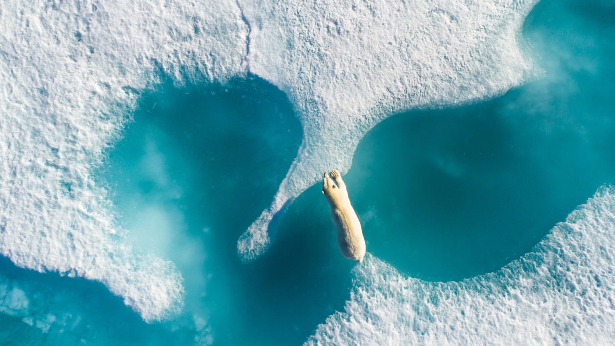 a polar bear on the ice