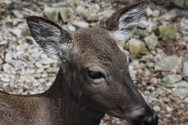 Human disturbance in the forest has allowed white-tailed deer to expand their range. Photo: Matt Miller/TNC