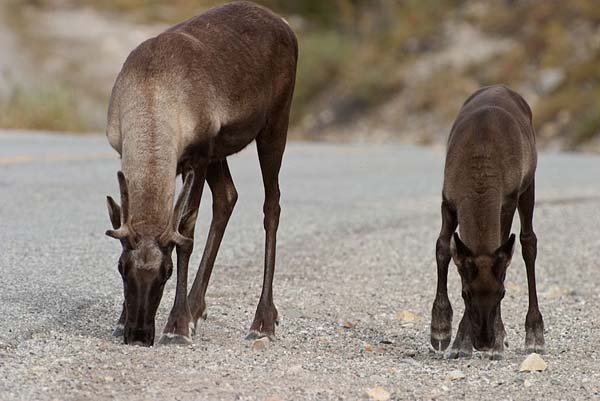 Woodland caribou in the United States were decimated by overhunting and logging. Now they face additional challenges. Photo: Joseph N. Hall under a Creative Commons license.