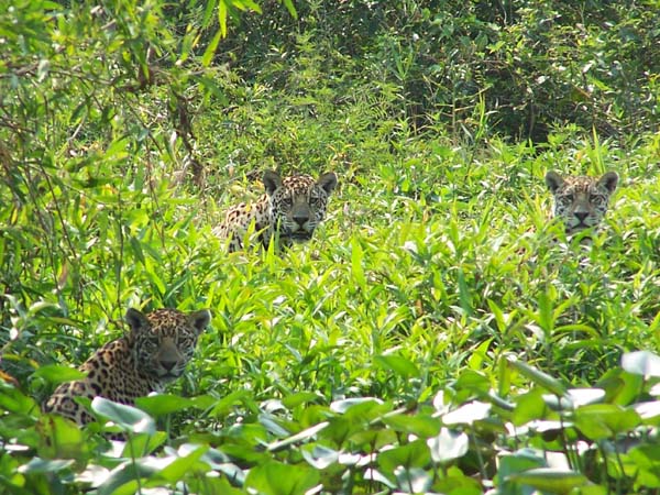 Three jaguars peer from the river bank. Photo: Matt Miller/TNC
