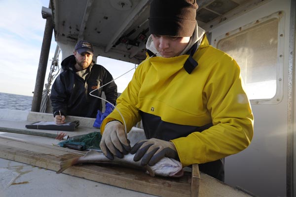 Fisheries researchers keep track of each cod tagged so that they can provide valuable data about fish movement and use of habitat. Photo: John Clarke Russ